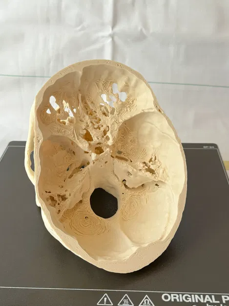 Mô hình hộp sọ người (Human Skull) - Image 10