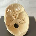 Mô hình hộp sọ người (Human Skull) - Thumbnail 10