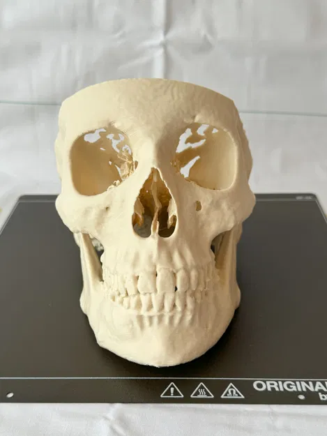 Mô hình hộp sọ người (Human Skull) - Image 11