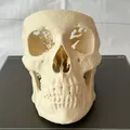 Mô hình hộp sọ người (Human Skull) - Thumbnail 11