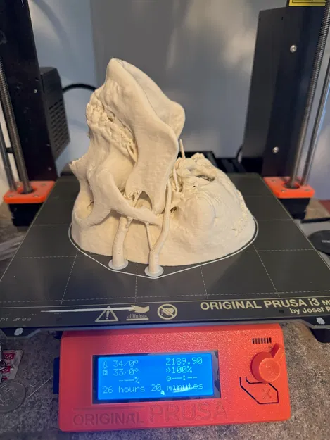 Mô hình hộp sọ người (Human Skull) - Image 12