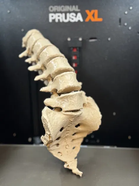 Mô hình cột sống người kèm xương cùng (Sacrum with spine) - Image 1