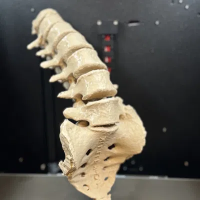 Mô hình cột sống người kèm xương cùng (Sacrum with spine)