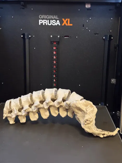 Mô hình cột sống người kèm xương cùng (Sacrum with spine) - Image 2
