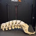 Mô hình cột sống người kèm xương cùng (Sacrum with spine) - Thumbnail 2
