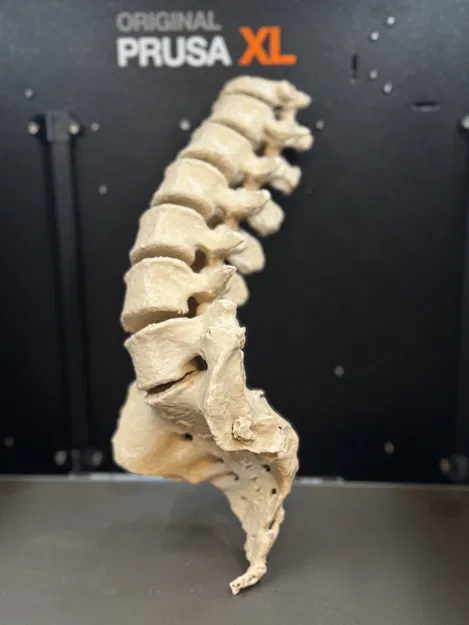 Mô hình cột sống người kèm xương cùng (Sacrum with spine) - Image 5