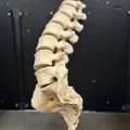 Mô hình cột sống người kèm xương cùng (Sacrum with spine) - Thumbnail 5