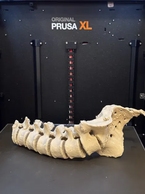 Mô hình cột sống người kèm xương cùng (Sacrum with spine) - Image 6