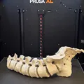 Mô hình cột sống người kèm xương cùng (Sacrum with spine) - Thumbnail 6
