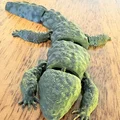 Mô hình thằn lằn Uromastyx khớp nối linh hoạt (Articulated Bumpy Uromastyx) - Thumbnail 8