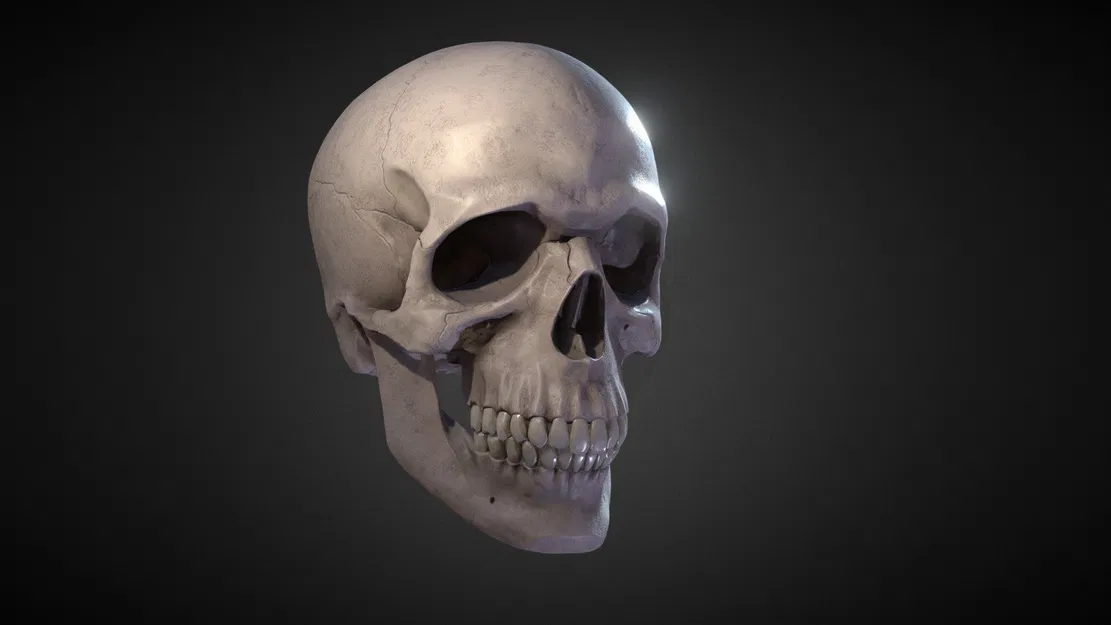Mô hình hộp sọ người 3D (Skull) chi tiết sắc nét để trang trí - Image 1