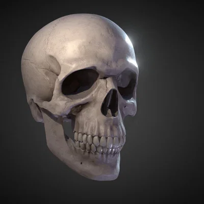 Mô hình hộp sọ người 3D (Skull) chi tiết sắc nét để trang trí
