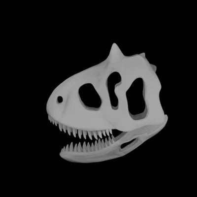 Mô hình Sọ khủng long Carnotaurus