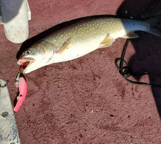 Mồi Giả Ugly Smelt Fishing Lure - Image 6