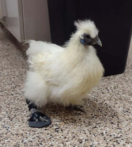 Nẹp Hỗ Trợ Chân Gà (Chicken Leg Brace) – Giải Pháp Hỗ Trợ Di Chuyển - Image 2