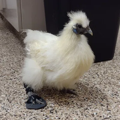 Nẹp Hỗ Trợ Chân Gà (Chicken Leg Brace) – Giải Pháp Hỗ Trợ Di Chuyển