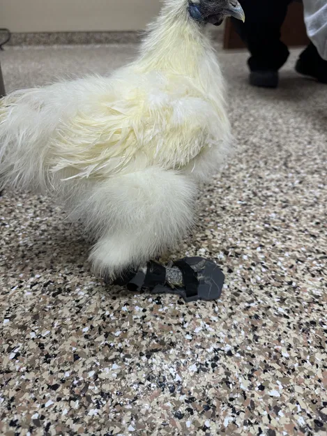 Nẹp Hỗ Trợ Chân Gà (Chicken Leg Brace) – Giải Pháp Hỗ Trợ Di Chuyển - Image 4