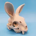 Mô hình Sọ Thỏ - Tai Hướng Về Phía Trước - Thumbnail 1