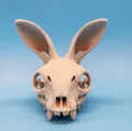 Mô hình Sọ Thỏ - Tai Hướng Về Phía Trước - Thumbnail 2