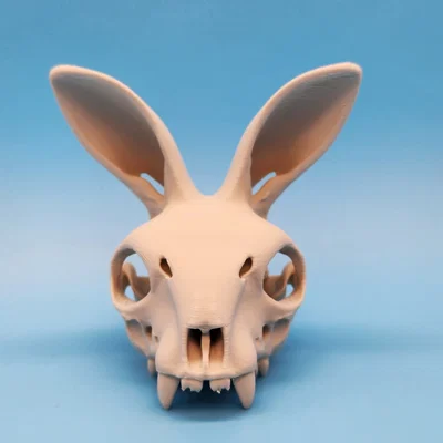 Mô hình Sọ Thỏ - Tai Hướng Về Phía Trước