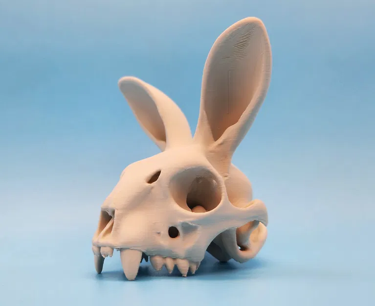 Mô hình Sọ Thỏ - Tai Hướng Về Phía Trước - Image 3