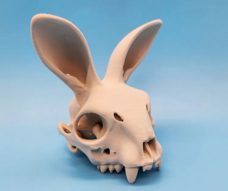 Mô hình Sọ Thỏ - Tai Hướng Về Phía Trước - Image 5