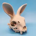 Mô hình Sọ Thỏ - Tai Hướng Về Phía Trước - Thumbnail 5