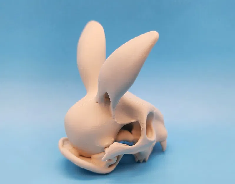 Mô hình Sọ Thỏ - Tai Hướng Về Phía Trước - Image 6