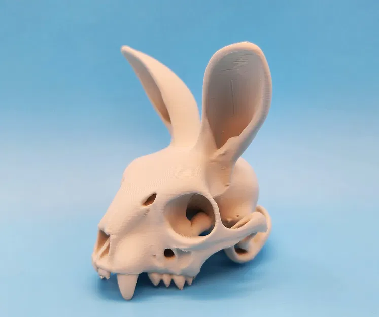 Mô hình Sọ Thỏ - Tai Hướng Về Phía Trước - Image 7
