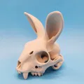 Mô hình Sọ Thỏ - Tai Hướng Về Phía Trước - Thumbnail 7