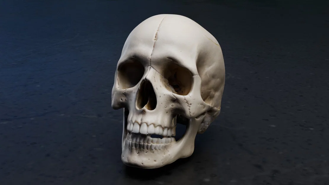 Mô hình hộp sọ người chi tiết (Real Skull) - File in 3D chất lượng cao - Image 1