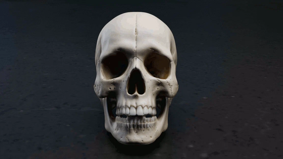 Mô hình hộp sọ người chi tiết (Real Skull) - File in 3D chất lượng cao - Image 2