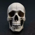 Mô hình hộp sọ người chi tiết (Real Skull) - File in 3D chất lượng cao - Thumbnail 2