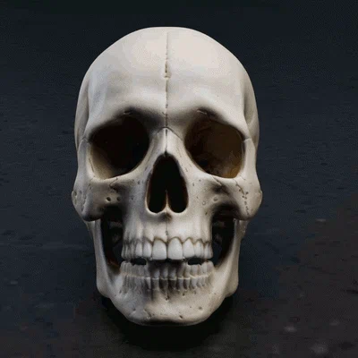 Mô hình hộp sọ người chi tiết (Real Skull) - File in 3D chất lượng cao