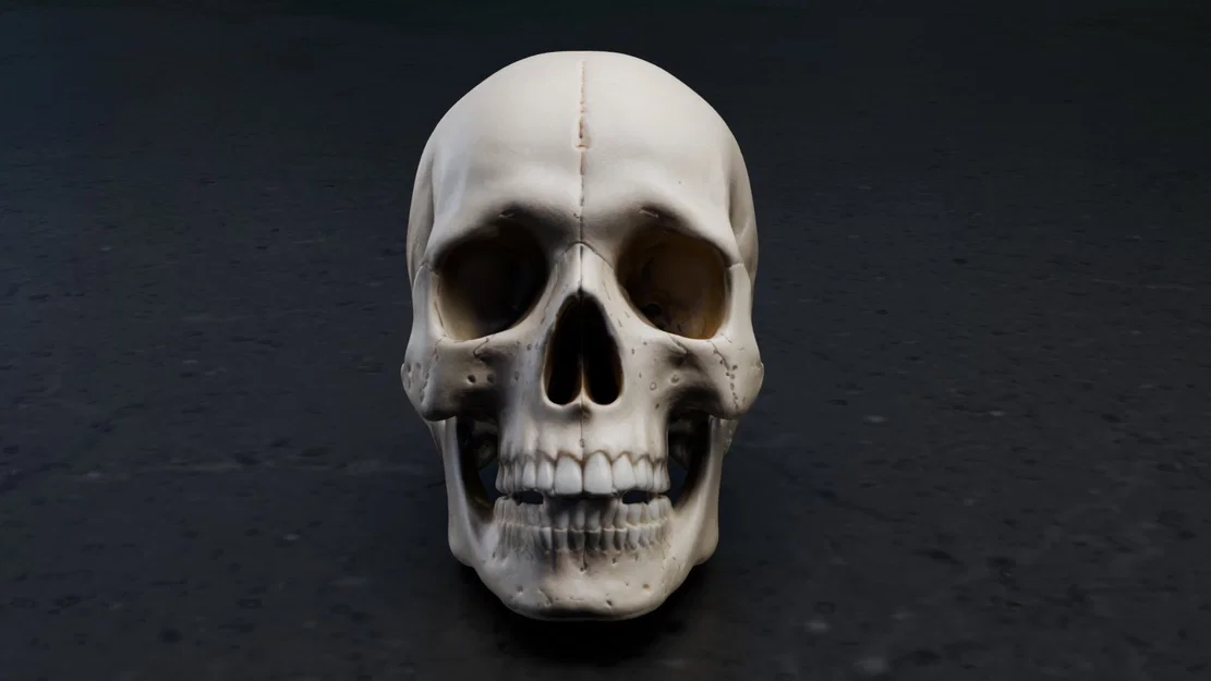 Mô hình hộp sọ người chi tiết (Real Skull) - File in 3D chất lượng cao - Image 3