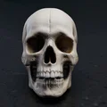 Mô hình hộp sọ người chi tiết (Real Skull) - File in 3D chất lượng cao - Thumbnail 3