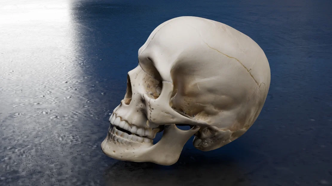 Mô hình hộp sọ người chi tiết (Real Skull) - File in 3D chất lượng cao - Image 4