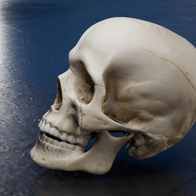 Mô hình hộp sọ người chi tiết (Real Skull) - File in 3D chất lượng cao