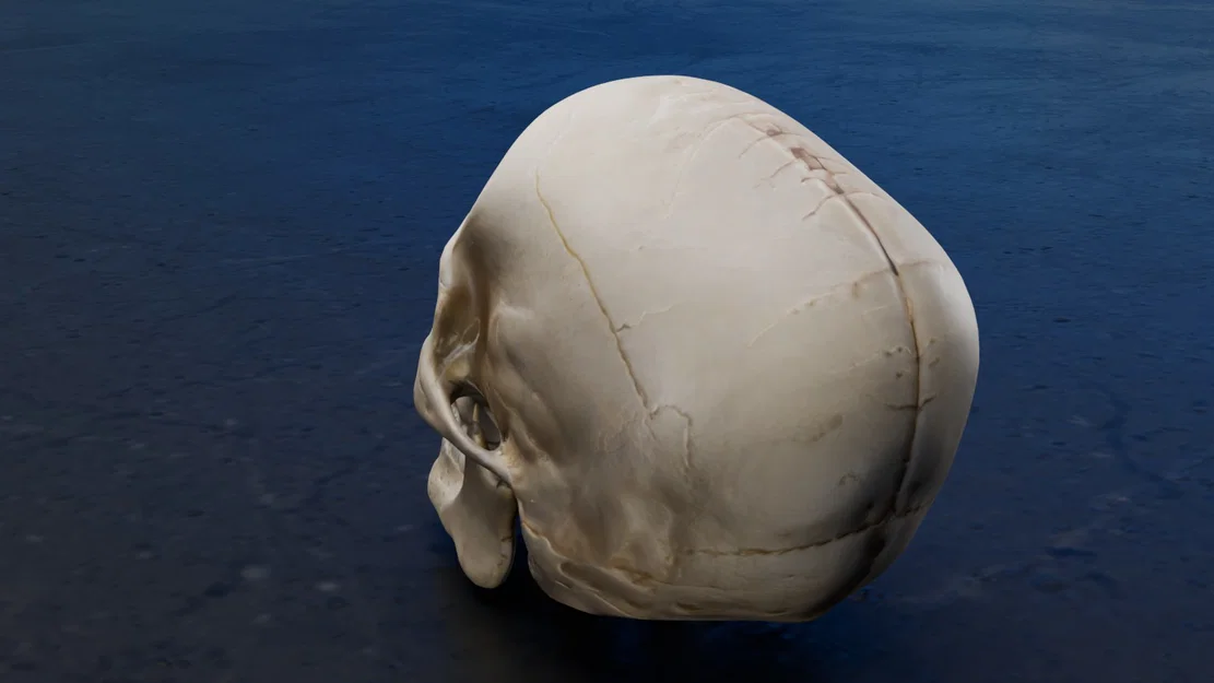 Mô hình hộp sọ người chi tiết (Real Skull) - File in 3D chất lượng cao - Image 5