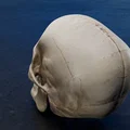 Mô hình hộp sọ người chi tiết (Real Skull) - File in 3D chất lượng cao - Thumbnail 5