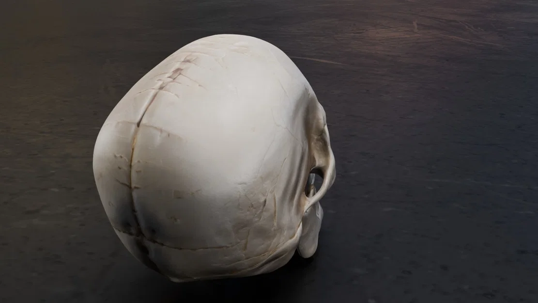 Mô hình hộp sọ người chi tiết (Real Skull) - File in 3D chất lượng cao - Image 6
