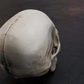 Mô hình hộp sọ người chi tiết (Real Skull) - File in 3D chất lượng cao - Thumbnail 6