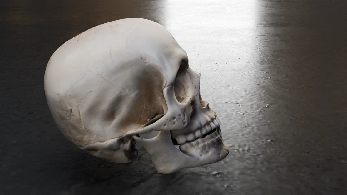 Mô hình hộp sọ người chi tiết (Real Skull) - File in 3D chất lượng cao - Image 7