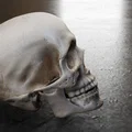 Mô hình hộp sọ người chi tiết (Real Skull) - File in 3D chất lượng cao - Thumbnail 7