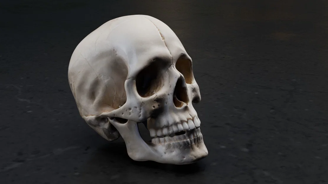 Mô hình hộp sọ người chi tiết (Real Skull) - File in 3D chất lượng cao - Image 8