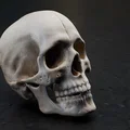Mô hình hộp sọ người chi tiết (Real Skull) - File in 3D chất lượng cao - Thumbnail 8