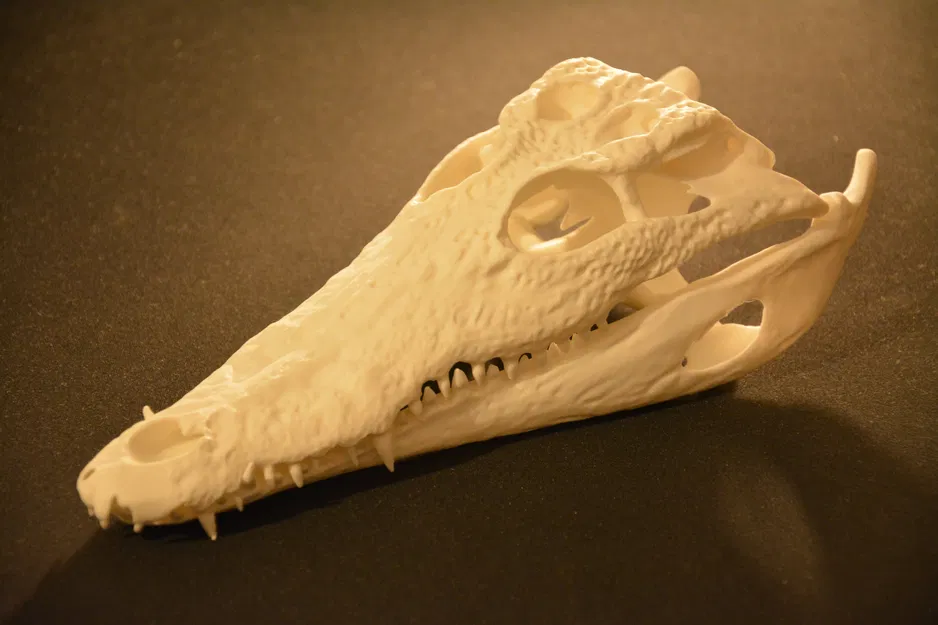 Hộp sọ cá sấu | Siêu thực tế - Image 1