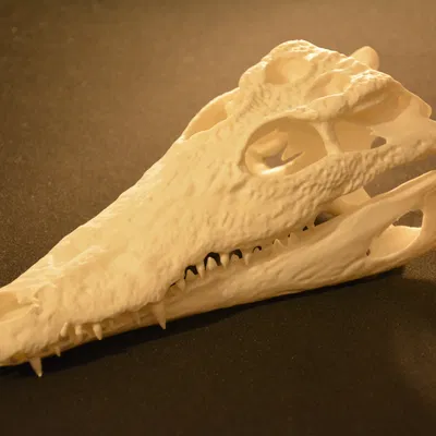 Hộp sọ cá sấu | Siêu thực tế