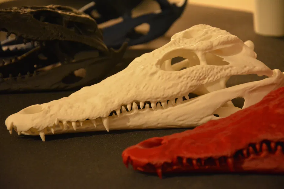 Hộp sọ cá sấu | Siêu thực tế - Image 2