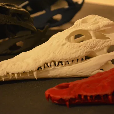 Hộp sọ cá sấu | Siêu thực tế